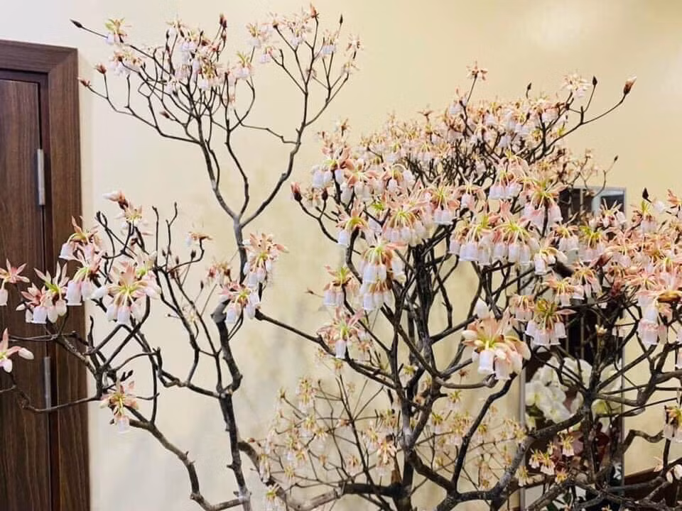 Thị trường hoa Tết năm nay còn có sự xuất hiện của những cành đào chuông mới lạ. Đào chuông có 2 loại chuông trắng và chuông hồng.