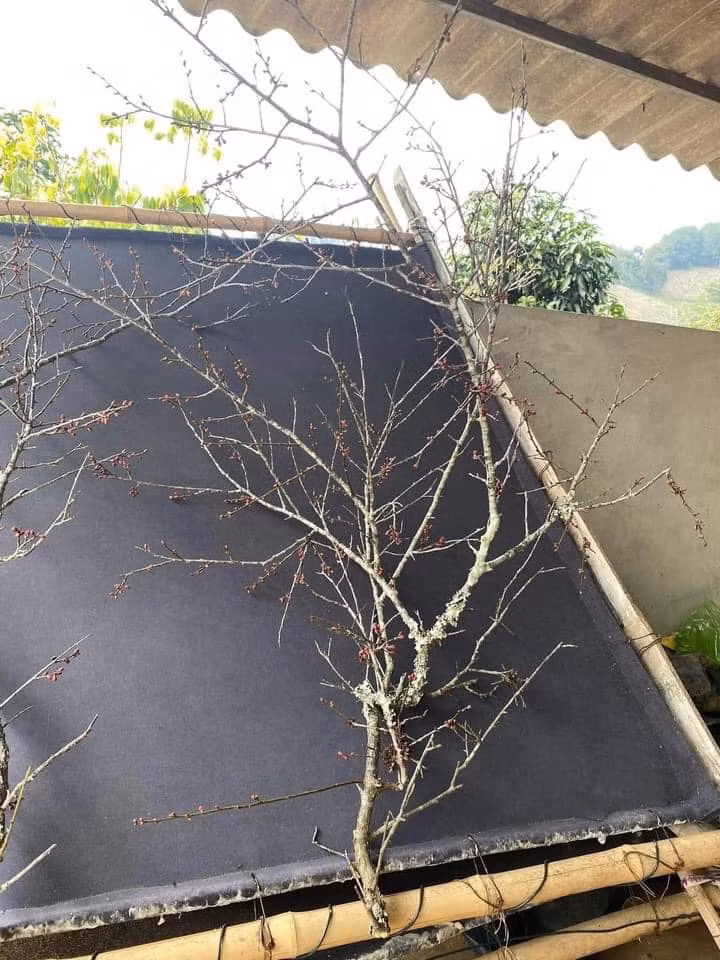 Canh cay la xua bo di, nay thanh hang hiem... gia chat