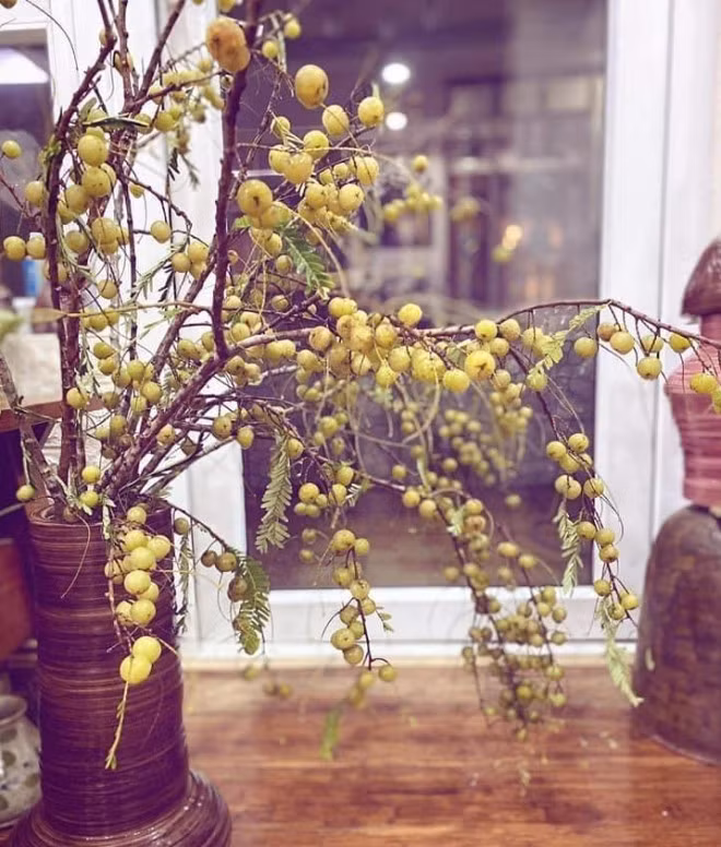 Giống nhiều nhiều loại cành quả đang được các chị em mua cắm, cắm cành quả me rừng vừa giúp trang trí nhà, vừa có thể sử dụng quả khi chơi xong. Nguồn ảnh: Facebook