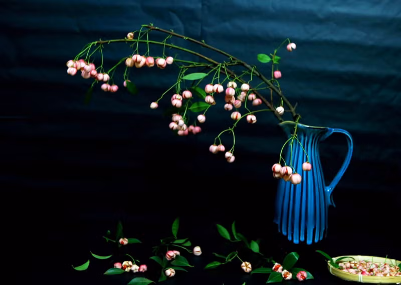 Một loại cành cây mới xuất hiện trên thị trường hoa năm nay nữa là cành lồng đèn.