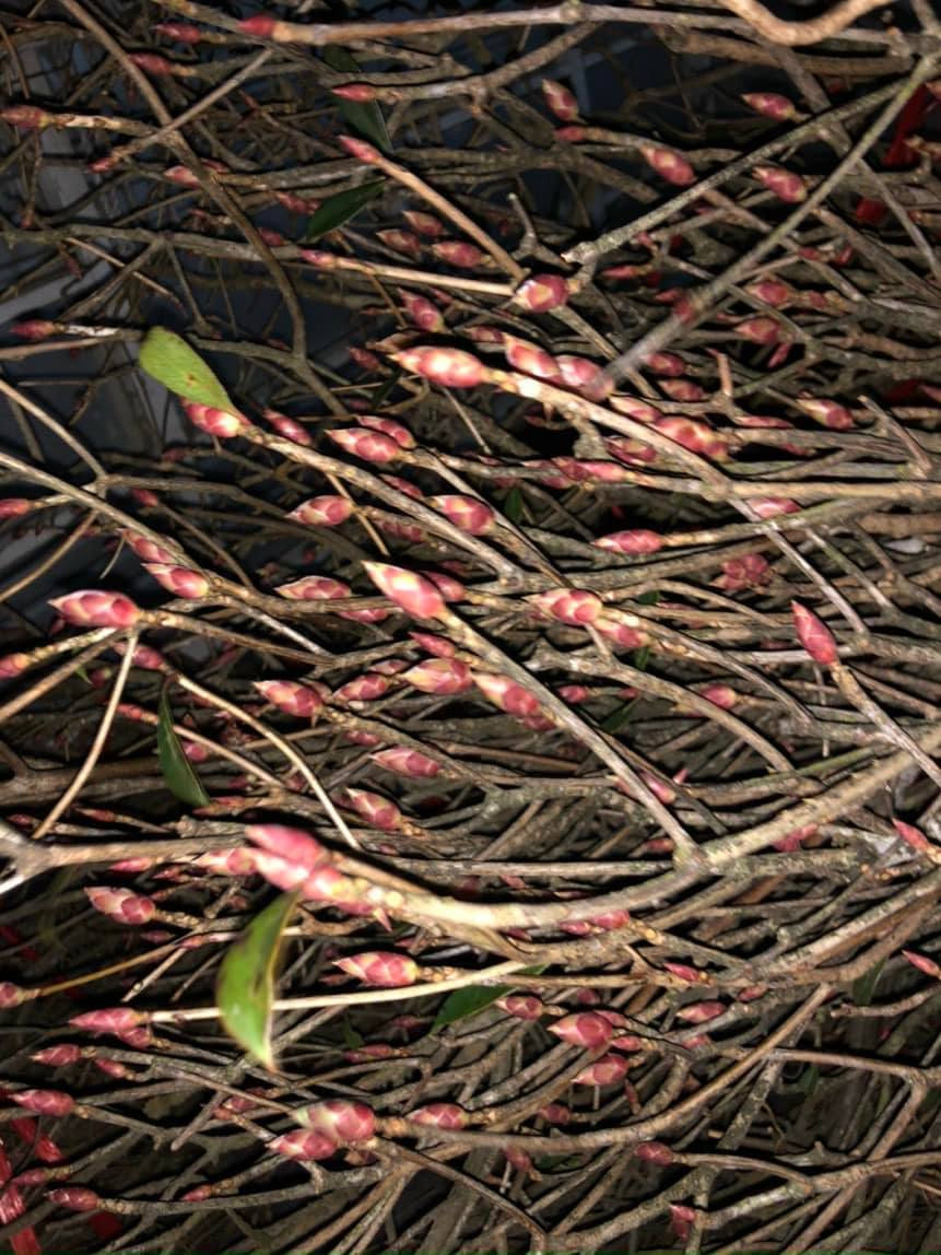 Mỗi một nụ đào chuông sẽ nở ra số lẻ từ 3-5-7-9 bông. Mỗi bông là một chiếc chuông xinh xắn.