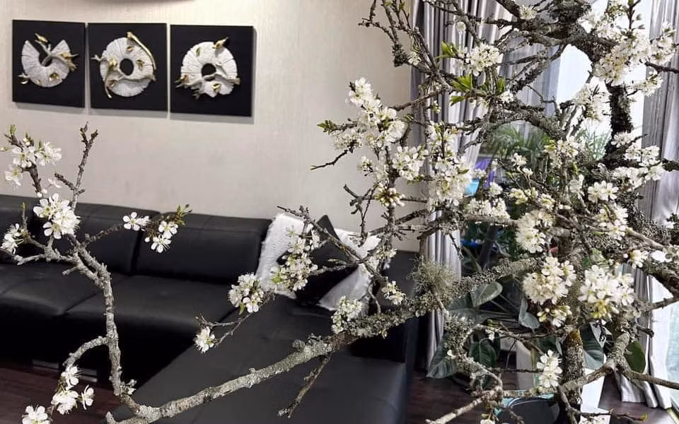 Giá cành mận rừng tùy theo kích thước. Cành nhỏ giá khoảng hơn 100.000 - 250.000 đồng, cành to dáng đẹp giá lên tới 500.000 - 1 triệu đồng.