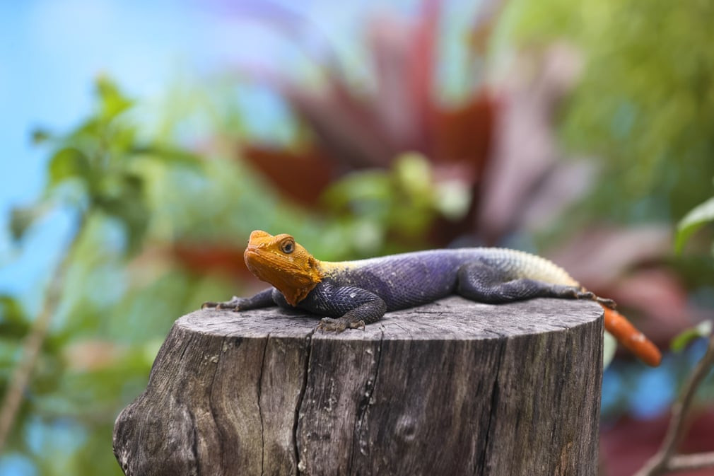 Một chú thằn lằn nằm trên gốc cây trong một khu rừng nhiệt đới ở Kinshasa, Cộng hòa dân chủ Congo. (Ảnh: Anadolu Agency/Getty Images)