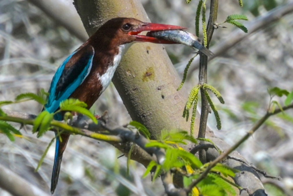 Một chú chim bói cá bắt cá gần hồ Anasagar ở thành phố Ajmer, bang Rajasthan, Ấn Độ. (Ảnh: Shaukat Ahmed/Pacific Press/Rex/Shutterstock)