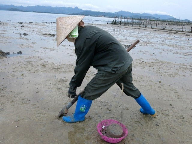 Ít ai biết, để có được 1 kg sá sùng, nông dân phải đầu đội nắng, chân dầm cát bùn. Ảnh: Infonet