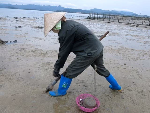 Ít ai biết, để có được 1 kg sá sùng, nông dân phải đầu đội nắng, chân dầm cát bùn. Ảnh: Infonet