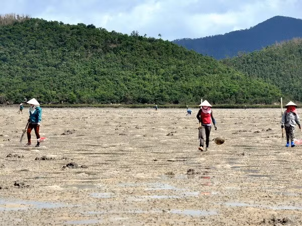 Trong khi đó, những người tay nghề cao có thể đào được 1 - 2 kg sá sùng, thậm chí có ngày được 4kg, bán tươi cũng được gần 1 triệu đồng. Ảnh: Vietnam+