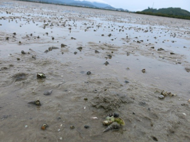 Mùa khai thác sá sùng trên đảo Quan Lạn từ tháng 3 đến tháng 7. Người dân lựa đúng dịp con nước xuống thì ra bãi đào bắt. Ảnh: Infonet