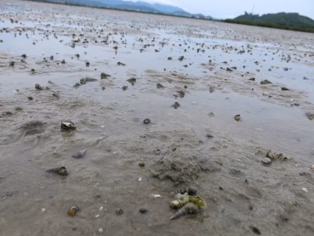 Mùa khai thác sá sùng trên đảo Quan Lạn từ tháng 3 đến tháng 7. Người dân lựa đúng dịp con nước xuống thì ra bãi đào bắt. Ảnh: Infonet