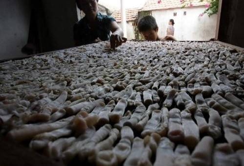 Sá sùng bắt về sẽ được tập kết tại một gia đình chuyên chế biến, sấy khô. Ảnh: Infonet