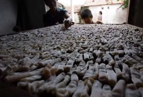 Sá sùng bắt về sẽ được tập kết tại một gia đình chuyên chế biến, sấy khô. Ảnh: Infonet