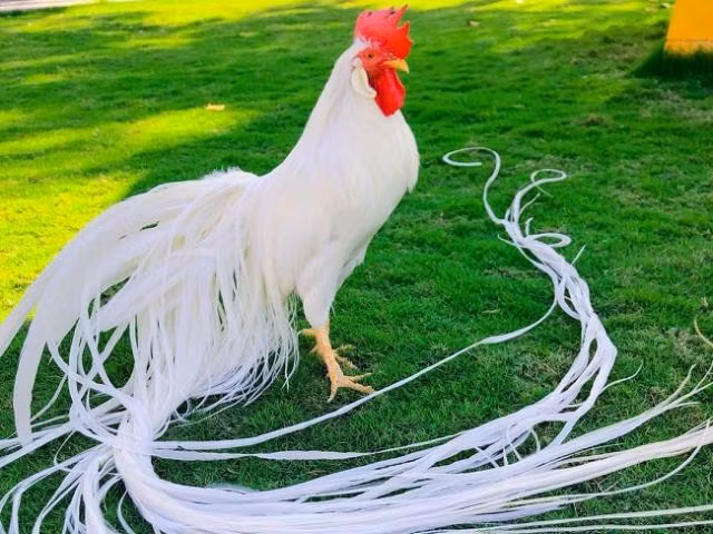 Gà Onagadori có vai trò quan trọng trong văn hóa Nhật Bản, được coi là “quốc sản” của người Nhật, là thú chơi của vua chúa ngày xưa. Ảnh: Dân Việt