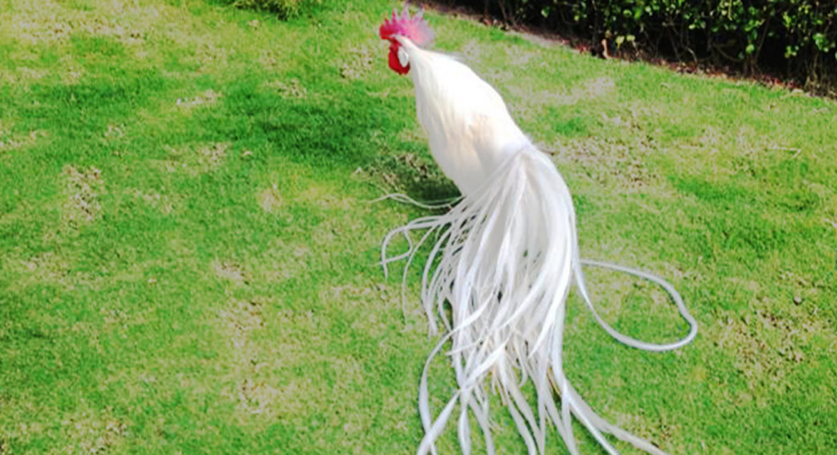 Gà Onagadori có nhiều biến thể như các màu chuối, điều, nhạn,... trong đó con trống biến thể nhạn (màu trắng) được nhiều người ưa thích hơn cả. Ảnh: Tap chi Thần Nông