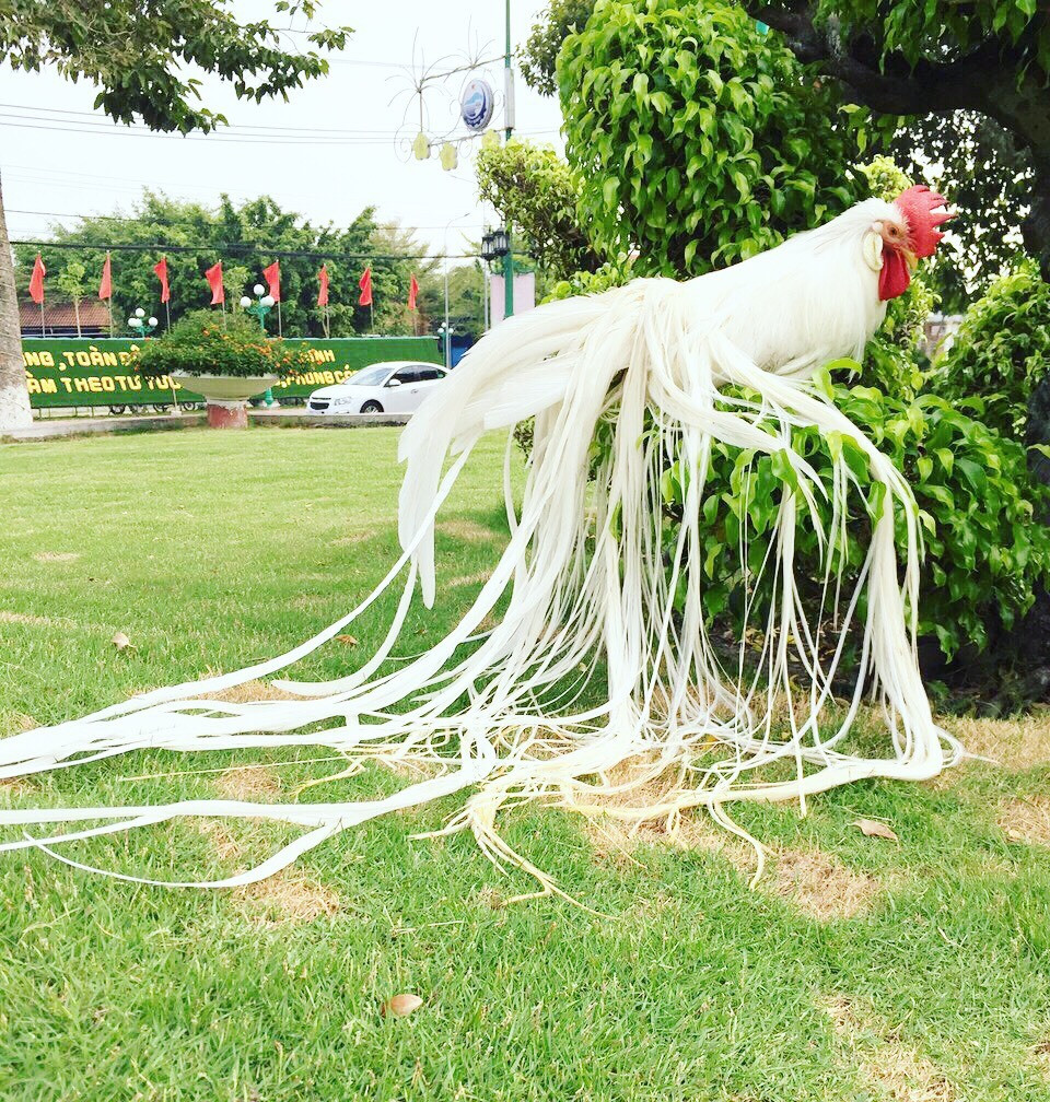 Onagadori là giống gà quý, được nhiều đại gia săn lùng, mặc dù có giá lên đến hàng chục, hàng trăm triệu đồng. Ảnh: Vietnamnet