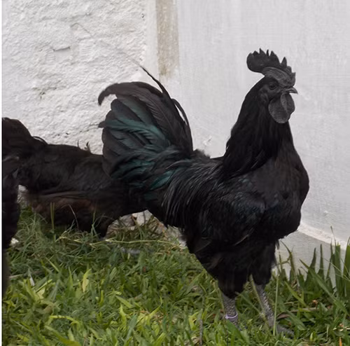 Gà Ayam Cemani có nguồn gốc từ đảo Java (miền Trung Indonesia) thường được gọi với cái tên dân dã là gà đen Indo hay gà “Lamborghini” (một thương hiệu siêu xe nổi tiếng thế giới). Ảnh: Gacanhvn