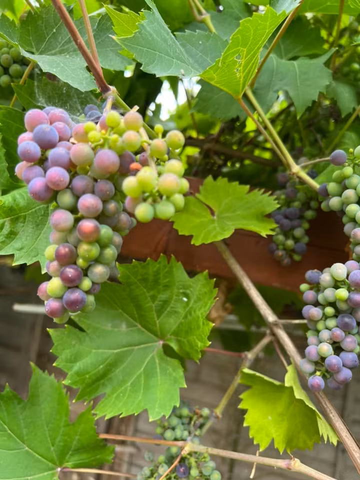 Anh còn trồng được cả giàn nho sai lúc lỉu.