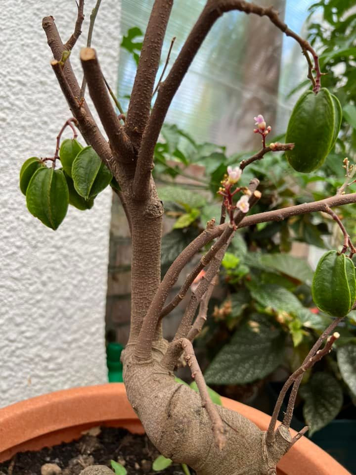 Khế chua gốc to trồng trong chậu.