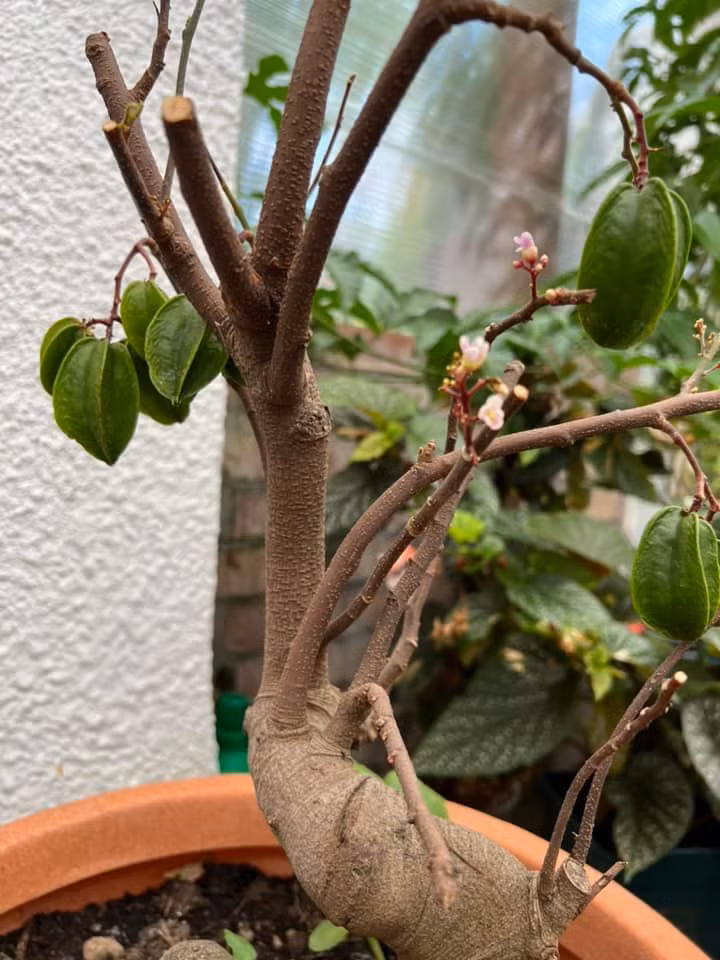 Khế chua gốc to trồng trong chậu.