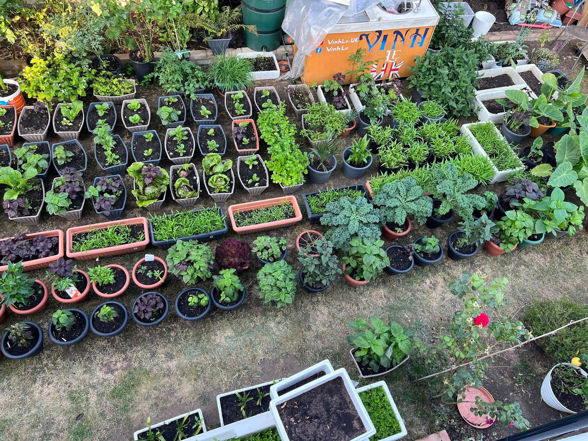 Chỗ nào thừa diện tích và có ánh sáng, anh Vinh đều tận dụng đặt chậu rau vào. Thời gian đỉnh điểm, ông bố 2 con có tới 500 thùng, chậu lớn nhỏ.