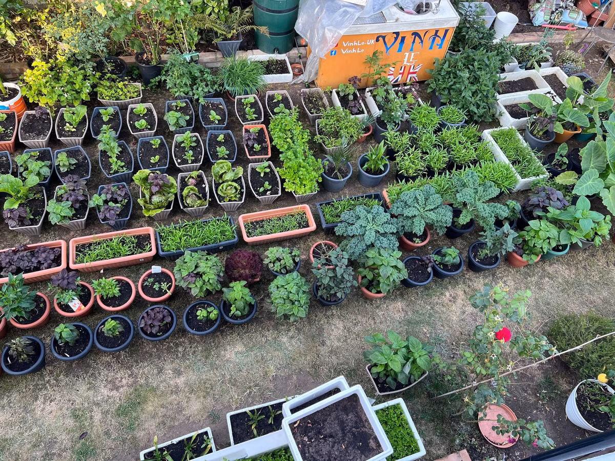 Chỗ nào thừa diện tích và có ánh sáng, anh Vinh đều tận dụng đặt chậu rau vào. Thời gian đỉnh điểm, ông bố 2 con có tới 500 thùng, chậu lớn nhỏ.