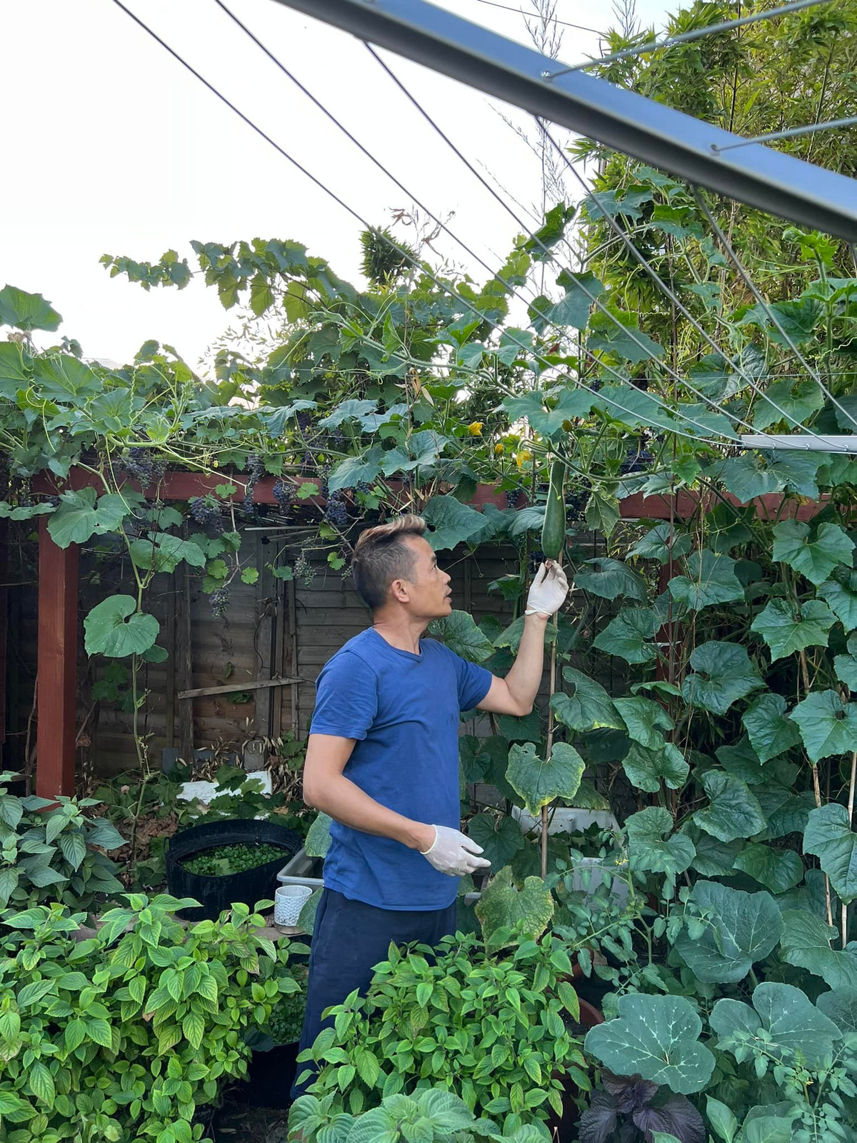 Anh Vinh cũng chia sẻ tới cộng đồng khắp 5 châu cách trồng rau độc đáo của mình. Anh cũng thường xuyên gửi hạt giống và cây giống tặng mọi người. Nguồn ảnh; FB Vinh Le