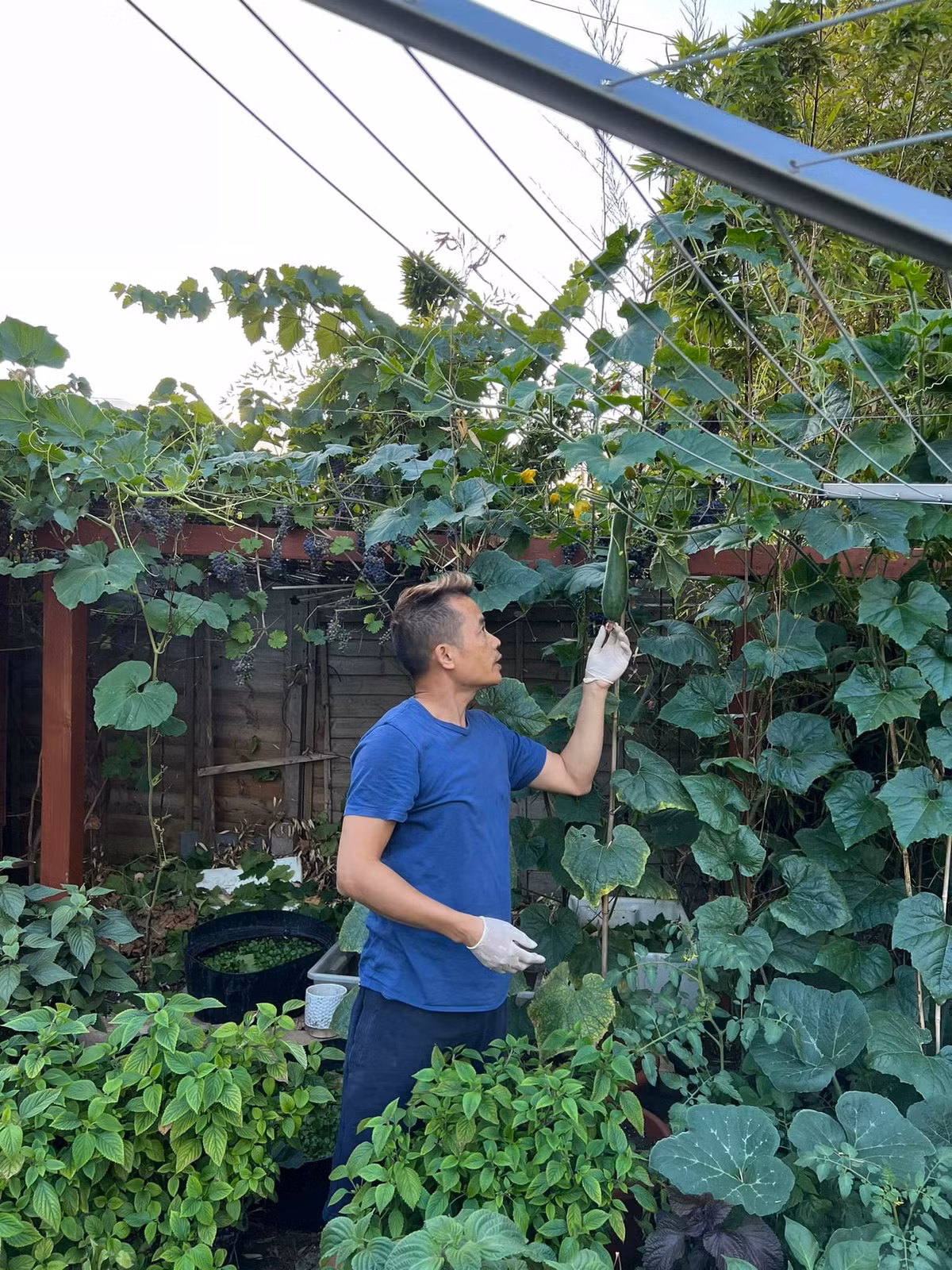 Anh Vinh cũng chia sẻ tới cộng đồng khắp 5 châu cách trồng rau độc đáo của mình. Anh cũng thường xuyên gửi hạt giống và cây giống tặng mọi người. Nguồn ảnh; FB Vinh Le