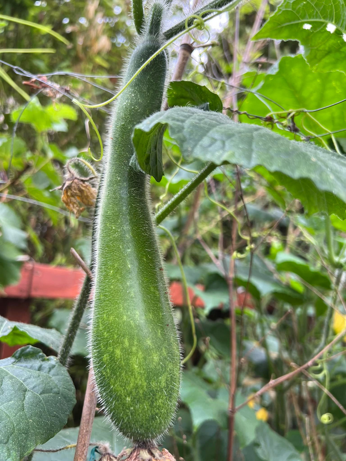 Khi tưới, anh Vinh căn từng chậu to nhỏ tưới cho đất vừa đủ ẩm thì nước không bị chảy ra ngoài.