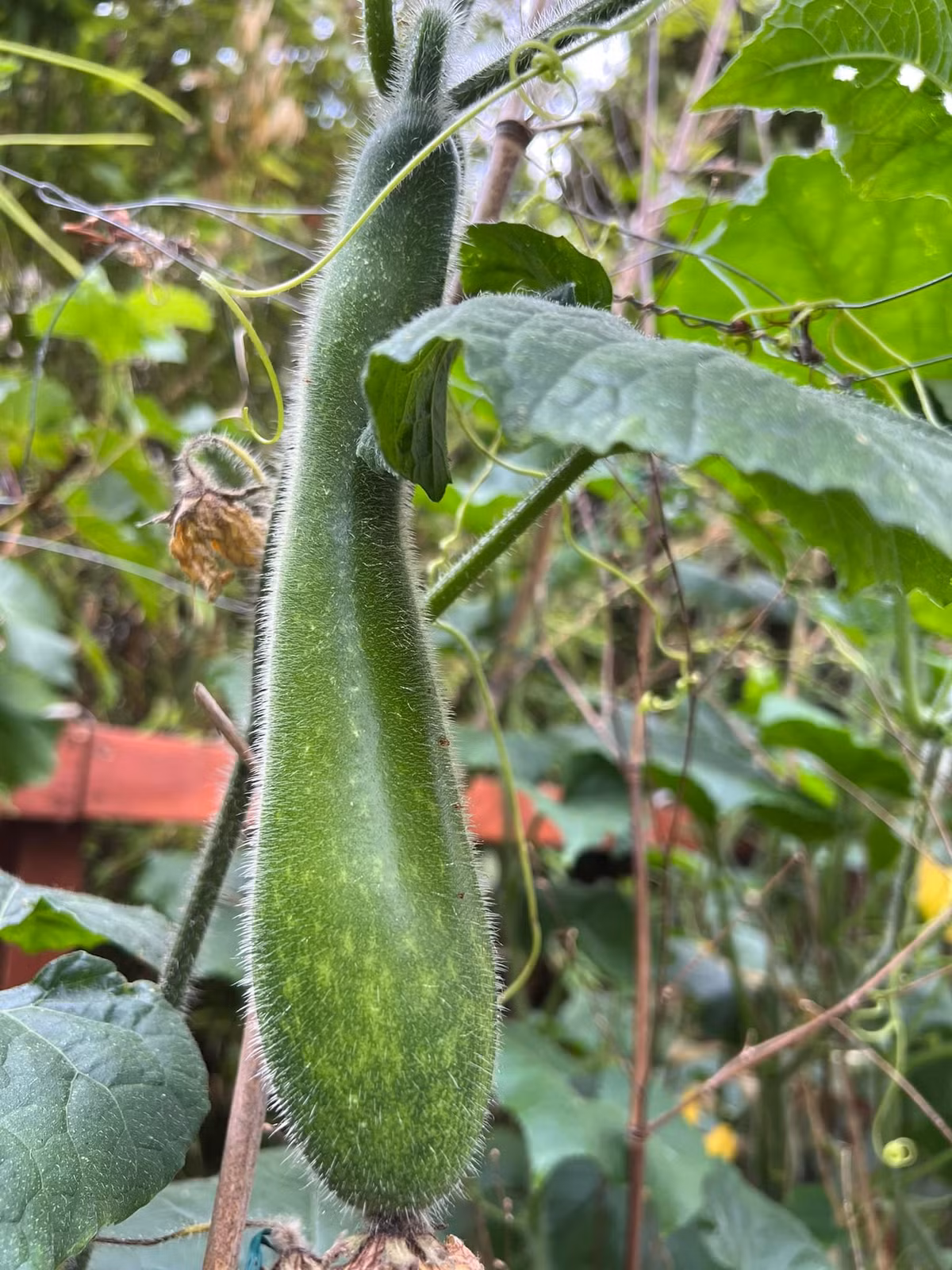 Khi tưới, anh Vinh căn từng chậu to nhỏ tưới cho đất vừa đủ ẩm thì nước không bị chảy ra ngoài.