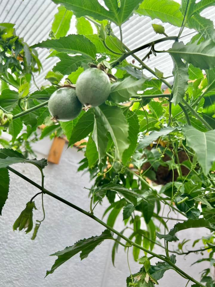 Với anh Vinh, khu vườn ngập tràn rau trái là mang nhiều tâm huyết để khẳng định mình là người Việt.