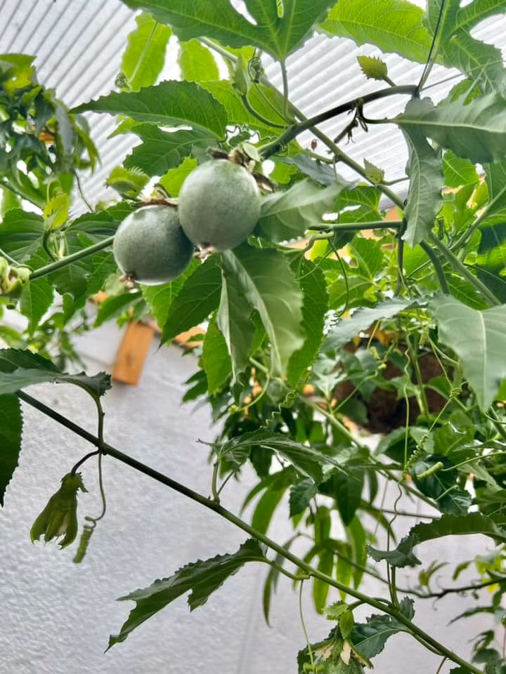 Với anh Vinh, khu vườn ngập tràn rau trái là mang nhiều tâm huyết để khẳng định mình là người Việt.