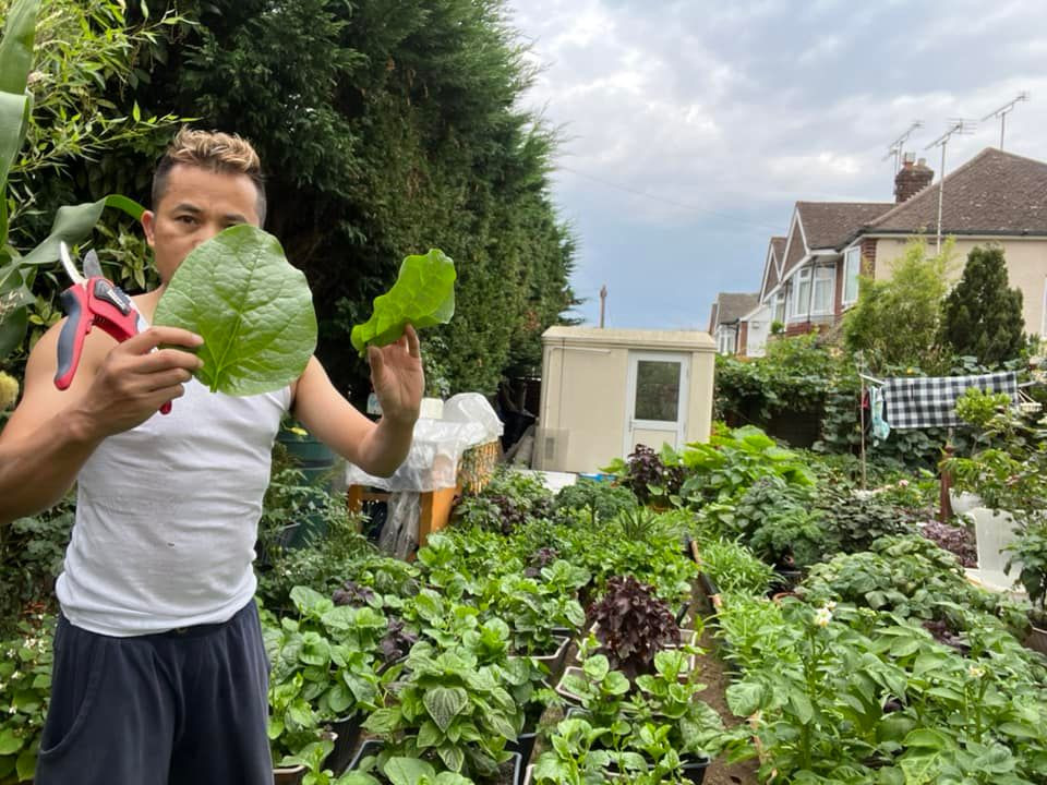 Mồng tơi lá to như cái quạt mà không cần tưới phân bón.