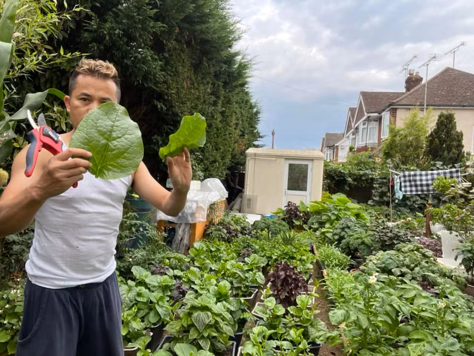 Mồng tơi lá to như cái quạt mà không cần tưới phân bón.