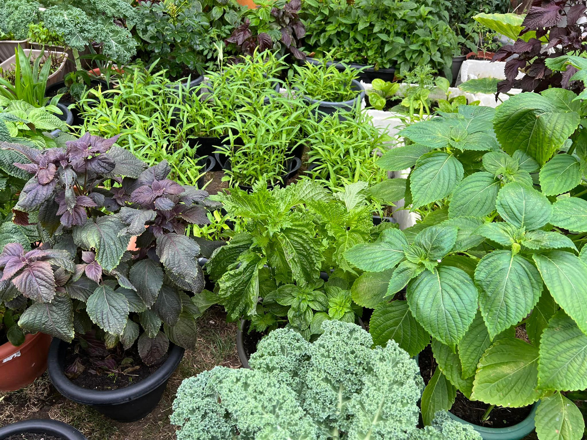 Các loại rau gia vị như tía tô, kinh giới... cũng đều xanh tốt.