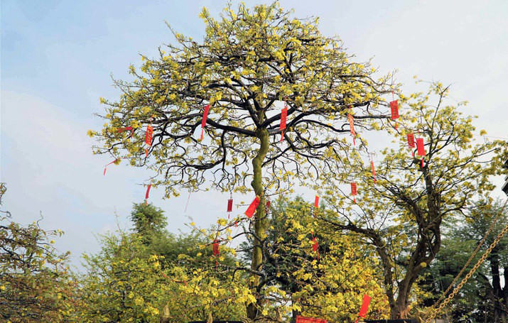 Ngoài cây mai vàng Tuệ Sâm, ông Vũ Đức Đông còn sở hữu 9 cây mai vàng khác với dáng thế độc đáo khác. Ảnh: Vietnamnet