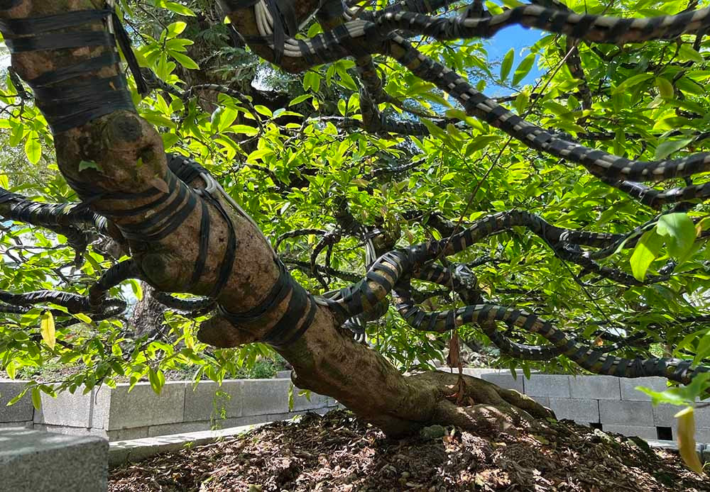 Gốc cây mai với thế nằm nghiêng độc đáo. Ảnh: Vietnamnet