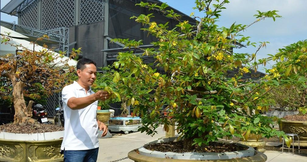 Để có được bộ sưu tập độc đáo này, ông Vũ Đức Đông mất hơn 10 năm để tìm mua những cây mai vàng với chi phí khoảng 20 tỷ đồng. Ảnh: TTXVN