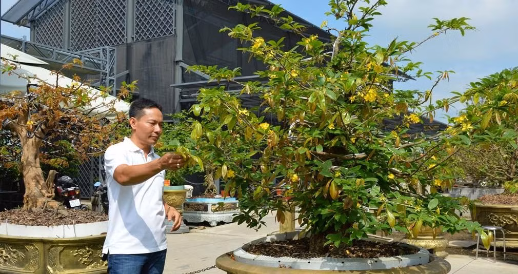 Để có được bộ sưu tập độc đáo này, ông Vũ Đức Đông mất hơn 10 năm để tìm mua những cây mai vàng với chi phí khoảng 20 tỷ đồng. Ảnh: TTXVN