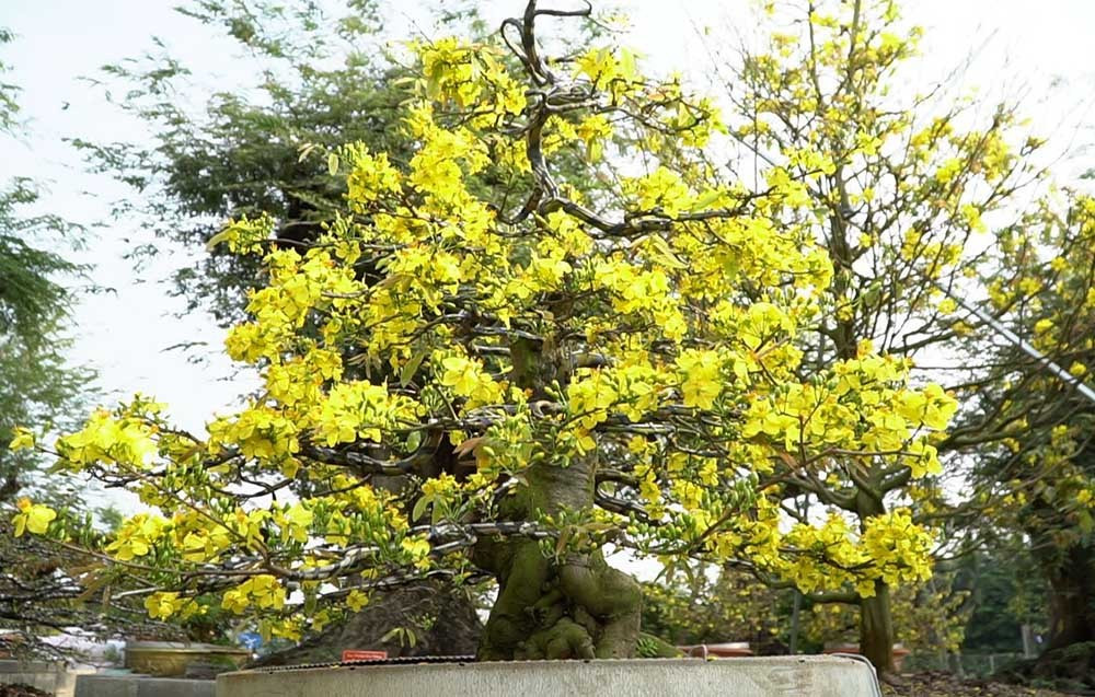 Phần lớn những cây mai này đều được tổ chức kỷ lục Việt Nam xác lập kỷ lục đạt độc bản. Ảnh: Vietnamnet