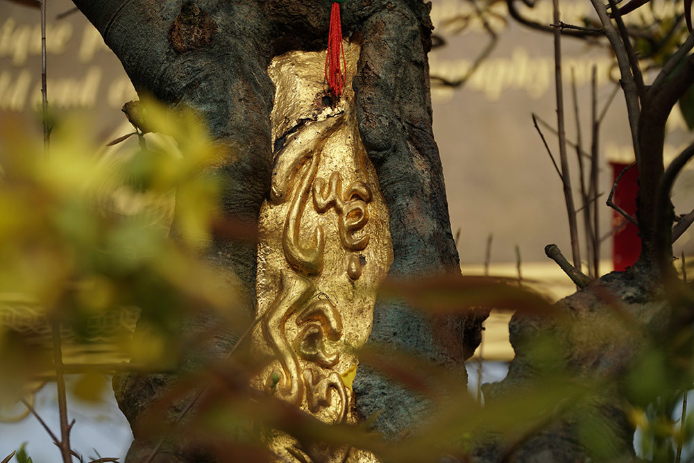 Trong bộ sưu tập 10 cây mai vàng của anh Đông, chủ lực là cây Tuệ - Sâm được dát 9 chỉ vàng 9999 trên thân. Ảnh: Vietnamnet