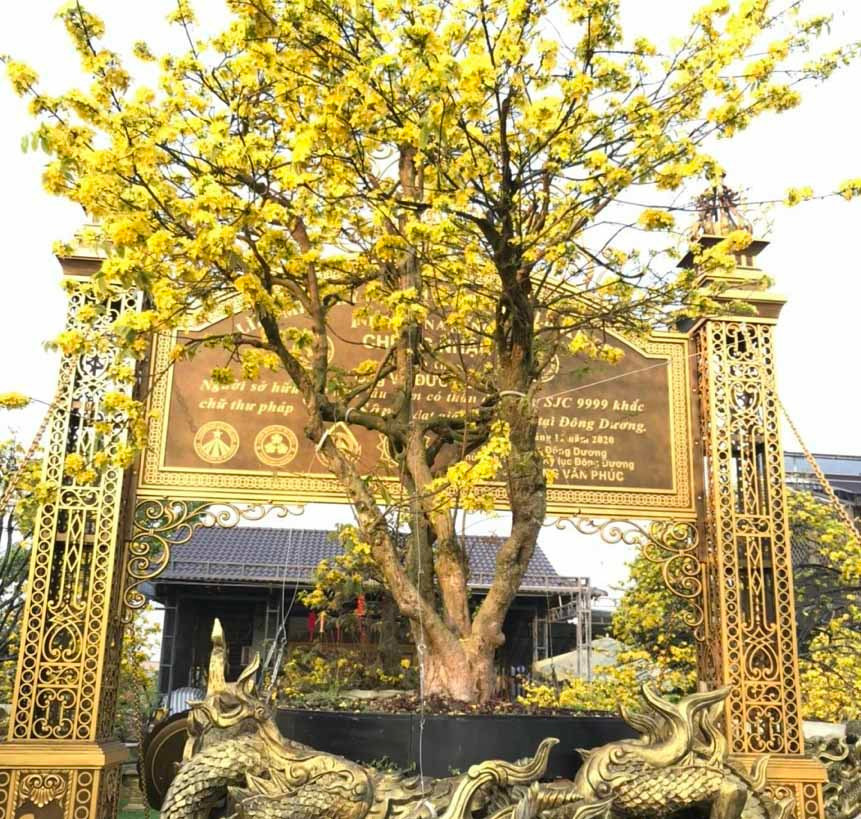 Một cây mai nằm trong bộ sưu tập 10 cây mai vàng đạt kỷ lục của ông Đông. Ảnh: Vietnamnet