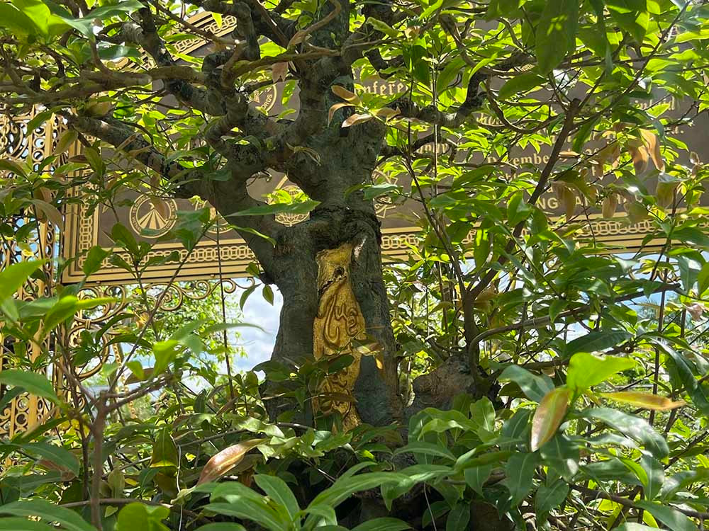 Theo tiết lộ, cây mai này đã 100 năm, có chiều cao từ rễ lên tới ngọn khoảng 2m; hoành đế rộng 3m. Cành lá mọc lên từ phần rễ trần có hình dáng như thân rồng uốn lượn. Ảnh: Vietnamnet