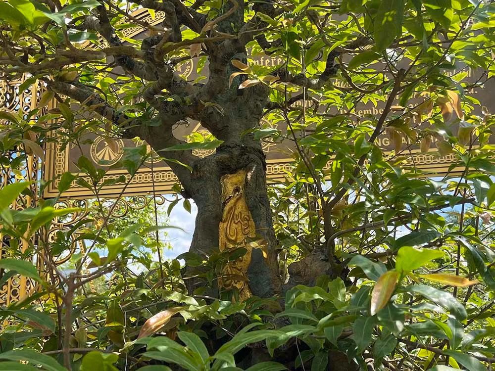 Theo tiết lộ, cây mai này đã 100 năm, có chiều cao từ rễ lên tới ngọn khoảng 2m; hoành đế rộng 3m. Cành lá mọc lên từ phần rễ trần có hình dáng như thân rồng uốn lượn. Ảnh: Vietnamnet