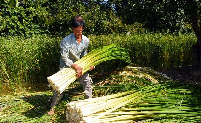 Ngoài ra, khi trồng bồn bồn, người dân còn có thêm nguồn thu từ việc thả nuôi tôm càng xanh hay cá đồng trên cùng diện tích. Ảnh: Dân Việt
