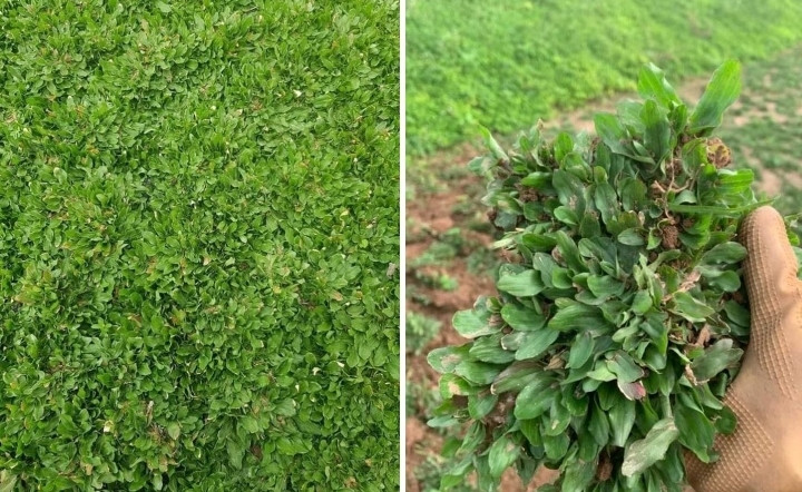 3 giống cỏ chính được trồng tại đây gồm cỏ gừng Việt, cỏ gừng Thái và cỏ Nhật. Với giá bán cao nhất lên tới 25.000 đồng/kg, những loại cỏ này cũng đem về hàng trăm triệu đồng mỗi năm cho người trồng. Ảnh: VTCNews