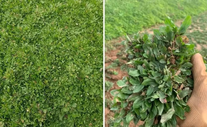 3 giống cỏ chính được trồng tại đây gồm cỏ gừng Việt, cỏ gừng Thái và cỏ Nhật. Với giá bán cao nhất lên tới 25.000 đồng/kg, những loại cỏ này cũng đem về hàng trăm triệu đồng mỗi năm cho người trồng. Ảnh: VTCNews