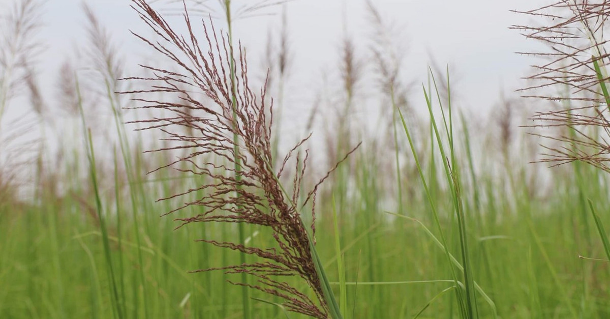 Ít ai biết, cỏ Ventiver vốn chỉ dùng làm thức ăn cho gia súc hoặc che phủ đất lại là cây trồng mang về nguồn thu nhập khủng cho nhiều người. Ảnh: Dân Việt