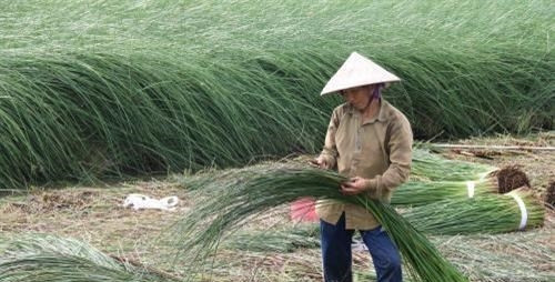 Trung bình, môi năm cây lác cho thu hoạch 3 vụ. Với giá bán dao động từ 9.000 – 18.000 đồng/kg (tùy loại), sau khi trừ chi phí, nông dân thu lãi gần 200 triệu/ha/năm. Ảnh: TTXVN