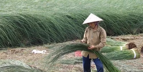 Trung bình, môi năm cây lác cho thu hoạch 3 vụ. Với giá bán dao động từ 9.000 – 18.000 đồng/kg (tùy loại), sau khi trừ chi phí, nông dân thu lãi gần 200 triệu/ha/năm. Ảnh: TTXVN