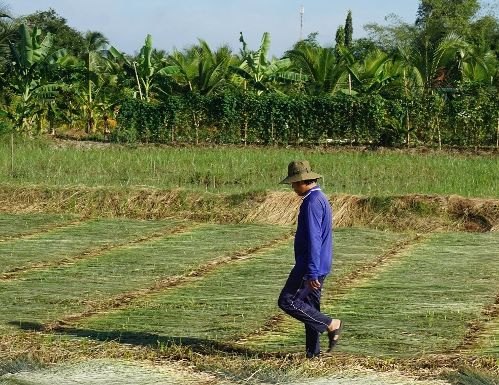 Cây lác dễ trồng, không kén đất, có thể sống được ở vùng đất khắc nghiệt và chỉ cần trồng một lần có thể thu hoạch liên tiếp 7 - 8 năm. Ảnh: Dân trí