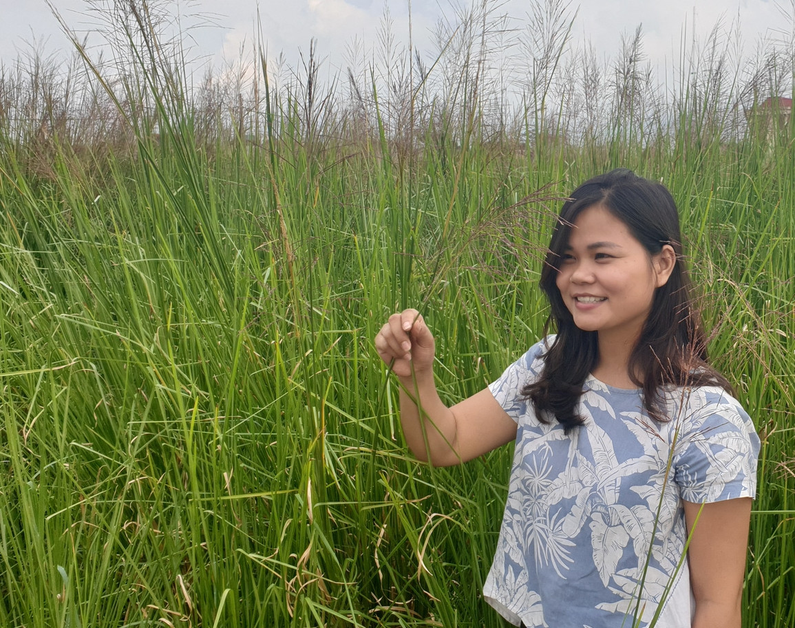 Tương tự, những cây cỏ Ventiver cũng giúp chị Nguyễn Thị Thu Hoài (xã Khánh Hồng, huyện Yên Khánh, tỉnh Ninh Bình) có nguồn thu khổng lồ. Ảnh: Dân Việt